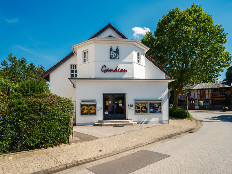 Kino Gandeon